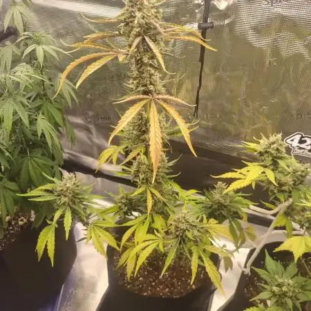 Autoflowers in fall