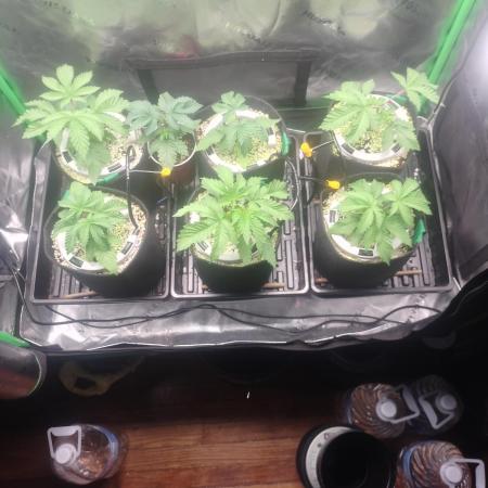 Mainely Genetics Micro Pheno Hunt