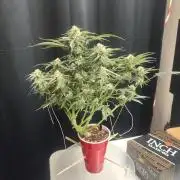 Coco Coir Training: ChocoLope Auto