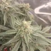 Coco Coir Training: ChocoLope Auto