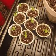 Mainely Genetics Micro Pheno Hunt