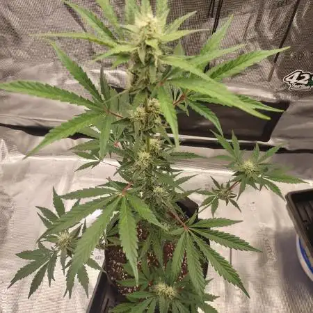 Autoflowers in fall.