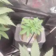 Coco Coir Training: ChocoLope Auto