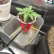 Coco Coir Training: ChocoLope Auto