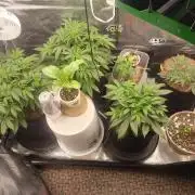 Autos In living Soil