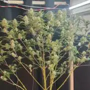 Autos In living Soil