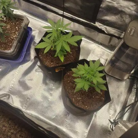 Autoflowers in fall.