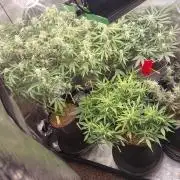 Autos In living Soil