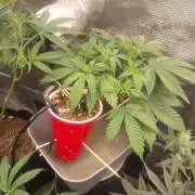 Coco Coir Training: ChocoLope Auto