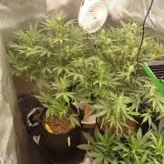 Autos In living Soil