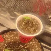 Coco Coir Training: ChocoLope Auto