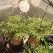 Autos In living Soil