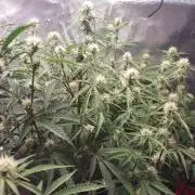 Autos In living Soil