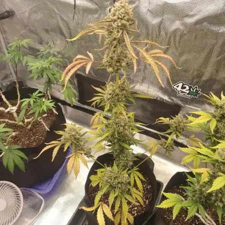 Autoflowers in fall