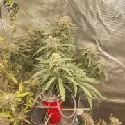 Coco Coir Training: ChocoLope Auto