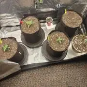 Autos In living Soil