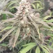 Autos In living Soil