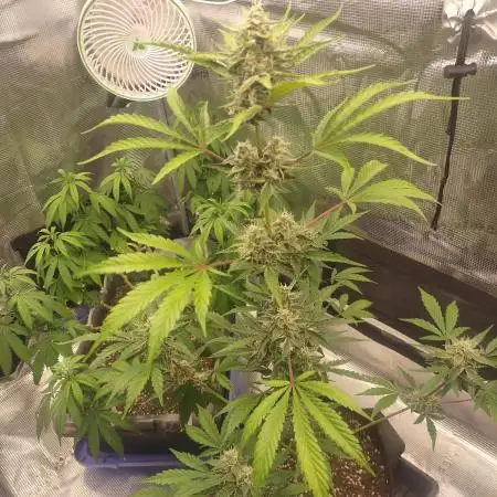 Autoflowers in fall.