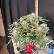 Coco Coir Training: ChocoLope Auto