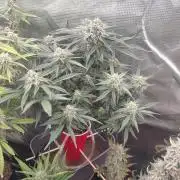 Coco Coir Training: ChocoLope Auto