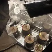 Autos In living Soil