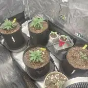 Autos In living Soil