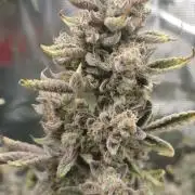 Autos In living Soil