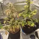 Autoflowers in fall