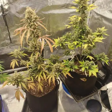 Autoflowers in fall