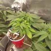 Coco Coir Training: ChocoLope Auto