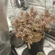 Autos In living Soil