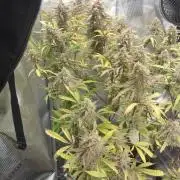 Autos In living Soil