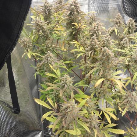 Autos In living Soil