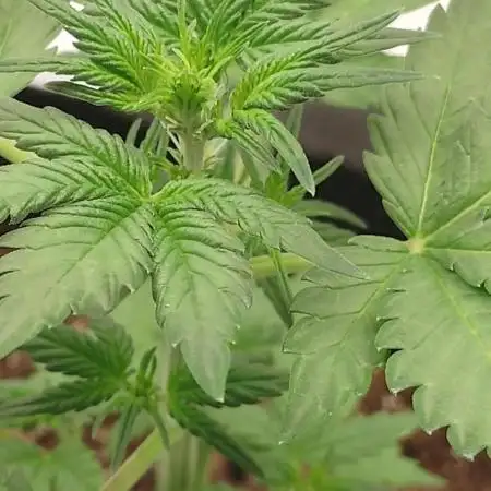 Autoflowers in fall.