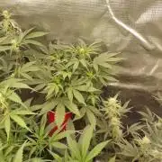 Coco Coir Training: ChocoLope Auto