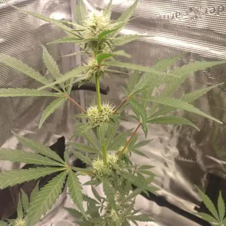 Autoflowers in fall.