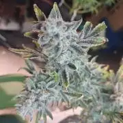 Autos In living Soil