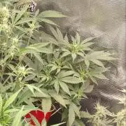 Coco Coir Training: ChocoLope Auto