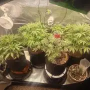 Autos In living Soil