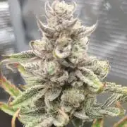 Autos In living Soil