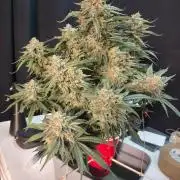 Coco Coir Training: ChocoLope Auto