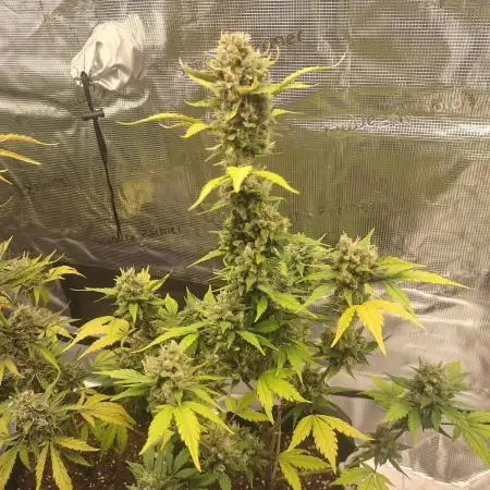 Autoflowers in fall