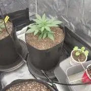 Autos In living Soil