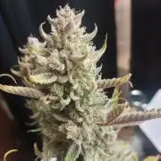 Autos In living Soil