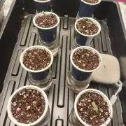 Mainely Genetics Micro Pheno Hunt