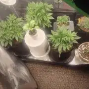 Autos In living Soil