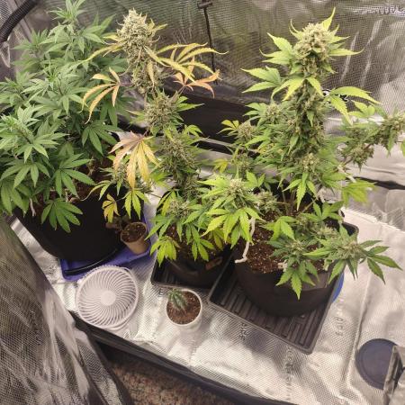 Autoflowers in fall