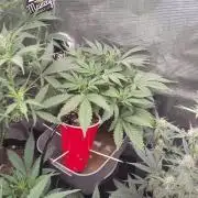 Coco Coir Training: ChocoLope Auto