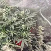 Coco Coir Training: ChocoLope Auto