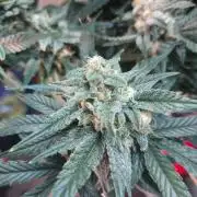 Coco Coir Training: ChocoLope Auto